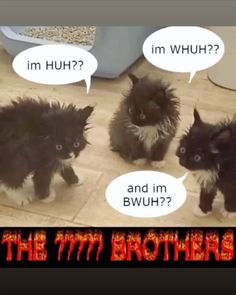 three black kittens sitting next to each other with speech bubbles above them that say, i'm uh?