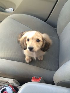 a small dog sitting in the back seat of a car