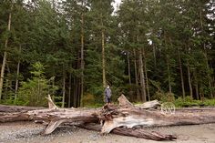 a man standing on top of a fallen tree in front of a forest filled with tall trees