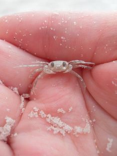 a close up of a person's hand holding a small white spider in it's palm