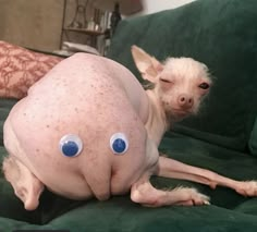 a hairless dog laying on top of a green couch with eyes painted on it