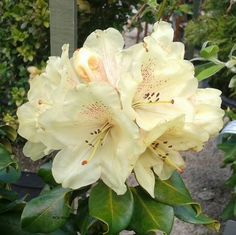 yellow flowers are blooming in the garden