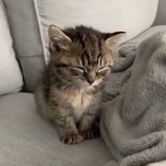 a small kitten sitting on top of a couch next to a blanket