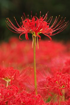 a red flower in the middle of a field