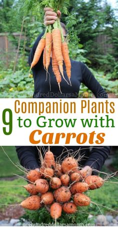 a woman holding carrots with the words 9 companion plants to grow with carrots