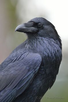 a black bird sitting on top of a tree branch