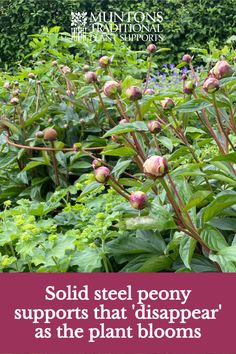 Our solid steel peony supports hold up the heavy flower heads and protect the stems from breaking in wind or rain, or under the weight of those heavy blooms. As the peony grows the plant support seems to disappear amongst the foliage, making the peony the rightful star of the show! Peony Plant, Planting Peonies, Growing Peonies, Breaking In