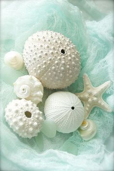 sea shells and seashells are arranged on a blue fabric with white flowers in the center