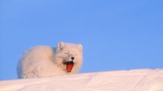 a white polar bear yawning on top of a snow covered hill with its tongue hanging out