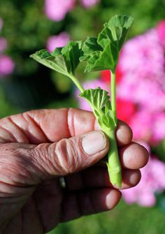 a person holding up a green leafy plant in their hand