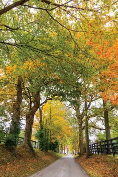 an empty road surrounded by trees with leaves on the ground