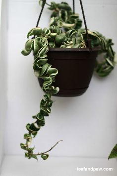 a potted plant hanging from a hook on a wall