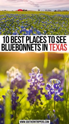 Best Places to see Bluebonnets In Texas Road Trip Texas, Dallas Things To Do, Texas Road Trip, Texas Travel Guide, Austin Travel, Southern Usa