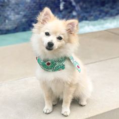 a small white dog sitting on top of a cement floor next to a fountain with water