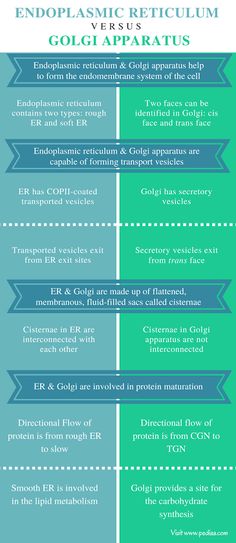 the endoplasmic reticum and its effects on human health infographic