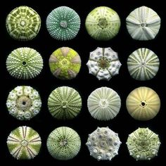 many different types of sea urchins are shown in green and white colors on black background