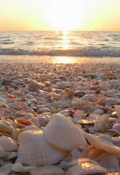 sea shells on the beach at sunset