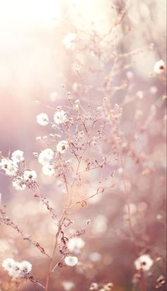 some white flowers are in the grass and sunlight is shining down on them, as well