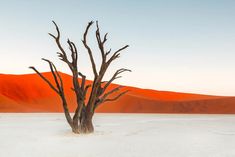 a lone tree stands in the middle of a barren area with red mountains in the background