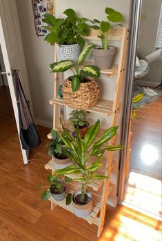 5 tiered wooden ladder shelf filled with a variety of houseplants Shelf With Plants, Shelf For Plants, Cute Shelf, Deco Studio, Decoration Kitchen, Cozy Room Decor, Room With Plants