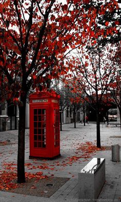 a red phone booth sitting next to a tree with leaves on it's ground