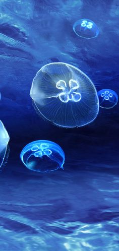 several jellyfish swimming in an aquarium with blue water and bubbles on the bottom surface