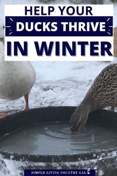 ducks drinking water from a bucket with the words help your ducks thrve in winter