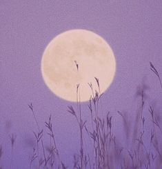 the full moon shines brightly over tall grass