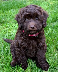 a small brown dog sitting on top of a lush green field