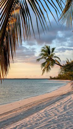 a beach with palm trees and the ocean in the background