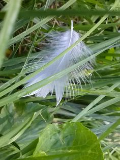 a feather that is sitting in the grass