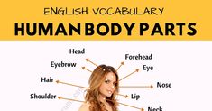 an english vocabilary human body parts