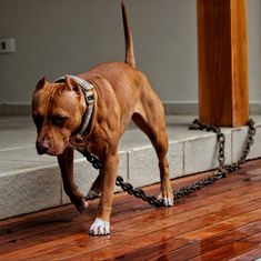 a brown dog is tied up on a wooden floor with a chain around it's neck