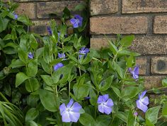 some blue flowers growing next to a brick wall and green leaves in the foreground