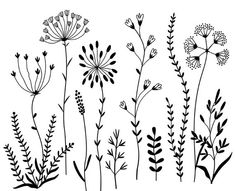 black and white drawing of flowers on a white background stock photo 388976