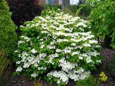 white flowers are blooming in the garden next to some bushes and trees on either side of the house