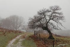 a tree in the middle of a foggy field next to a dirt path and fence