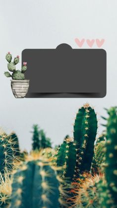 a cactus in a pot on top of a table