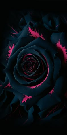 a close up view of a black rose with pink petals in the center and dark background