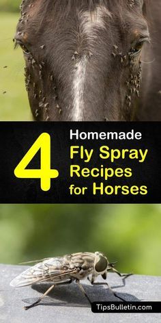 a horse with flies on it and the words homemade fly spray recipes for horses written below