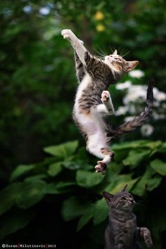 a cat jumping in the air with its front paws up