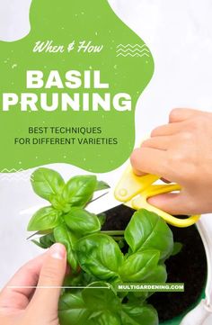 someone using scissors to trim basil plants in a pot with the text, when & how basil pruning best techniques for different varieties