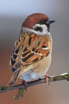 a small bird sitting on top of a tree branch