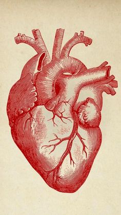 a drawing of a human heart in red ink