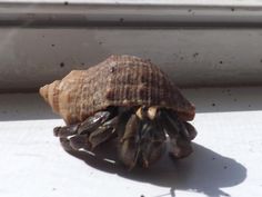 a close up of a small crab on the side of a window sill with it's shell exposed