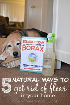 a dog laying on the floor next to a bottle of borax and a book