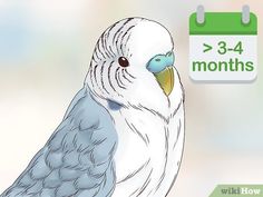 a blue and white bird sitting on top of a desk next to a sign that says 3 - 4 months