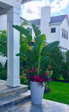 a potted plant sitting on top of a stone step in front of a house