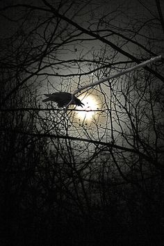 a bird sitting on top of a tree branch in front of the moon at night