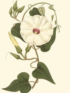 size: 12x9in Art Print: Blossoming Vine I by Sydenham Teast Edwards : Botanical Display, Tree Sketches, Diy Body, Affordable Wall Art, Vintage Botanical, Floral Illustrations, Large Art